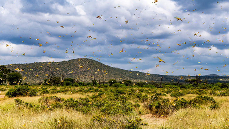 Locust swarms and COVID19 had a major impact on global food security in 2020. Here’s a list of stories to get you up to speed on what happened in food and agriculture this year