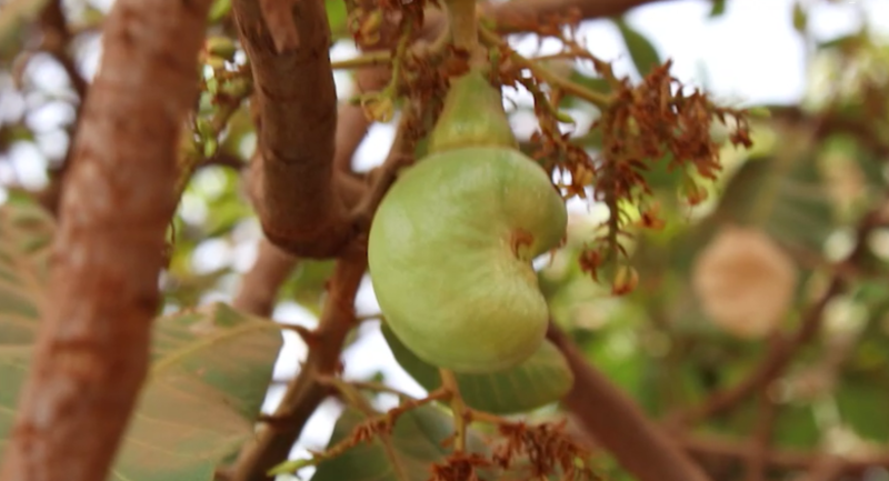 In Burkina Faso, cashew cultivation is a lever for sustainable and inclusive rural development