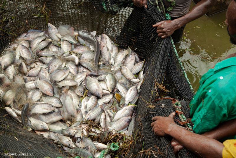 New African Development Bank (AfDB) review highlights Inland Fisheries as Lifeline for millions of Africans